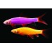 Лабео Glofish ассорти